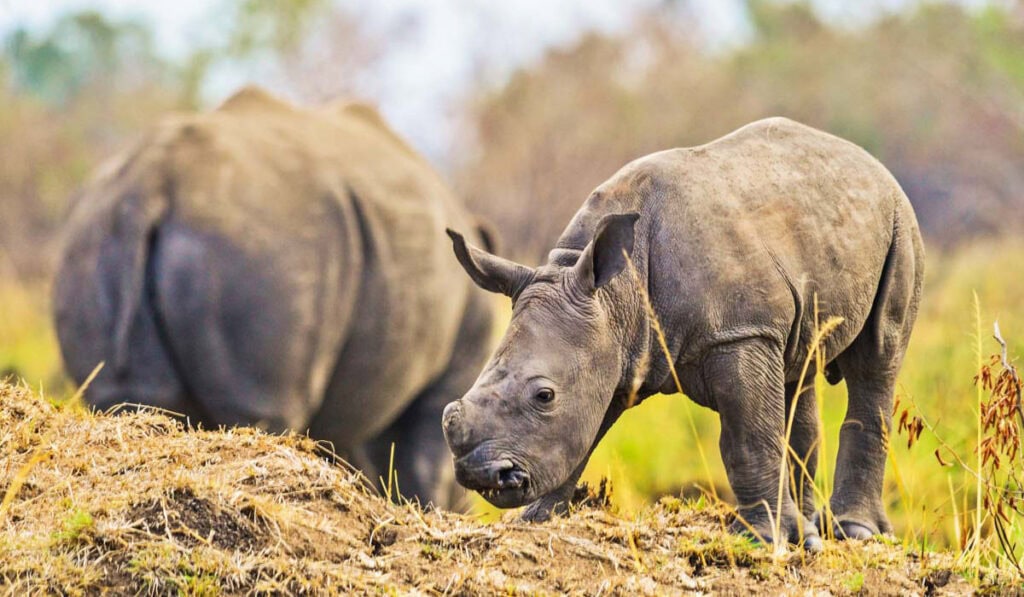 Uganda Fly-In Big Five & Primate Safari