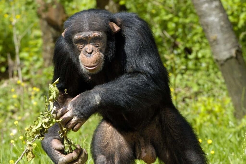 Fly-In Big Five Serengeti, Ngorongoro & Uganda Chimpanzees + Gorillas Safari