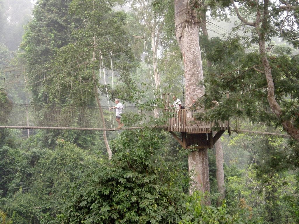 What Wildlife Can Be Seen from Above During the Canopy Walk in Rwanda?