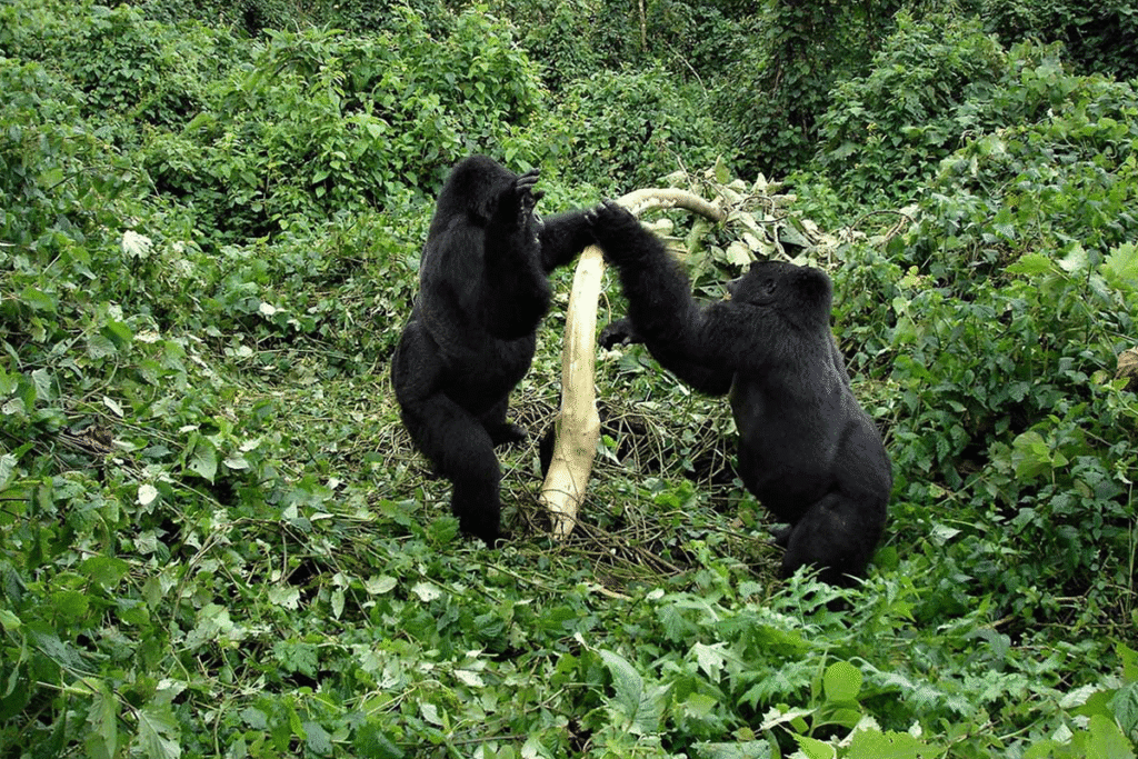 Title: Africa Safari Experiences: Gorilla Trekking, Big Five Safaris & Great Migration Guide