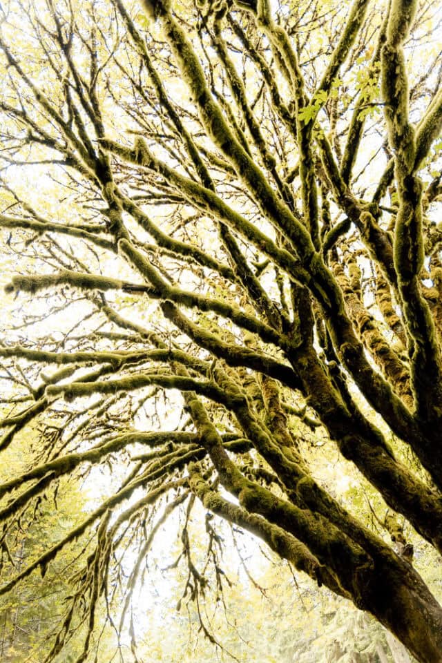 The BEST Day Hikes in Olympic National Park | duration + map + trail info moss covered tree, Olympic National Park, ArboursAbroad
