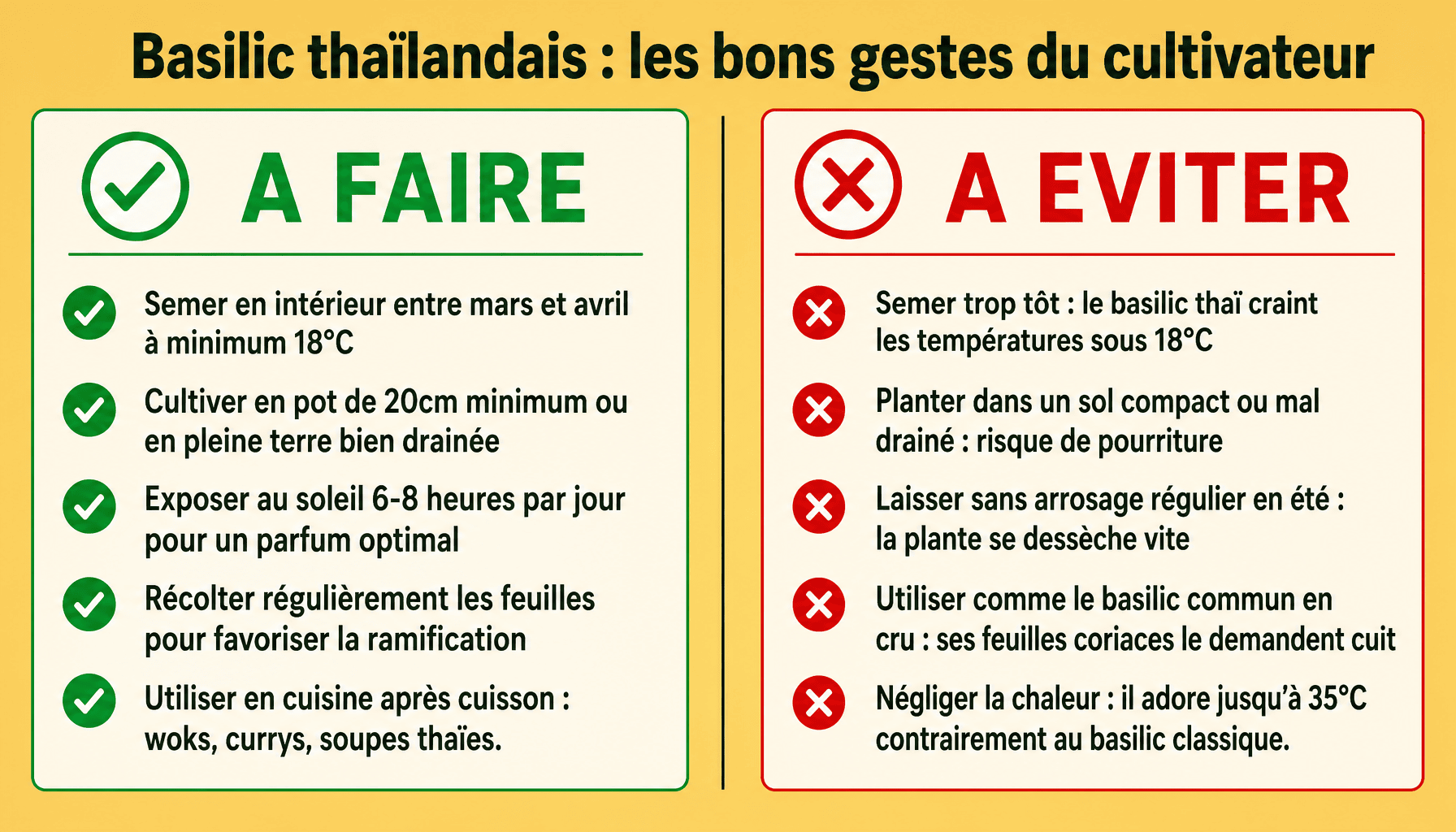 Infographie des bonnes pratiques et erreurs à éviter pour cultiver le basilic thaïlandais en France