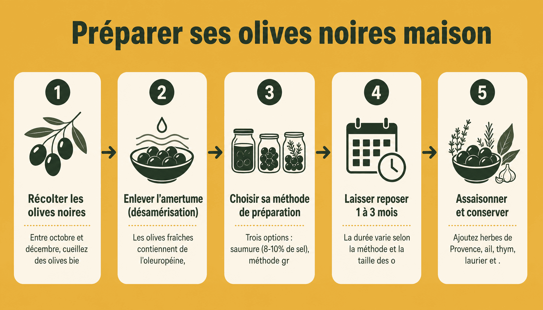 Guide étapes olive noire préparation maison : récolte, désamérisation, saumure et conservation