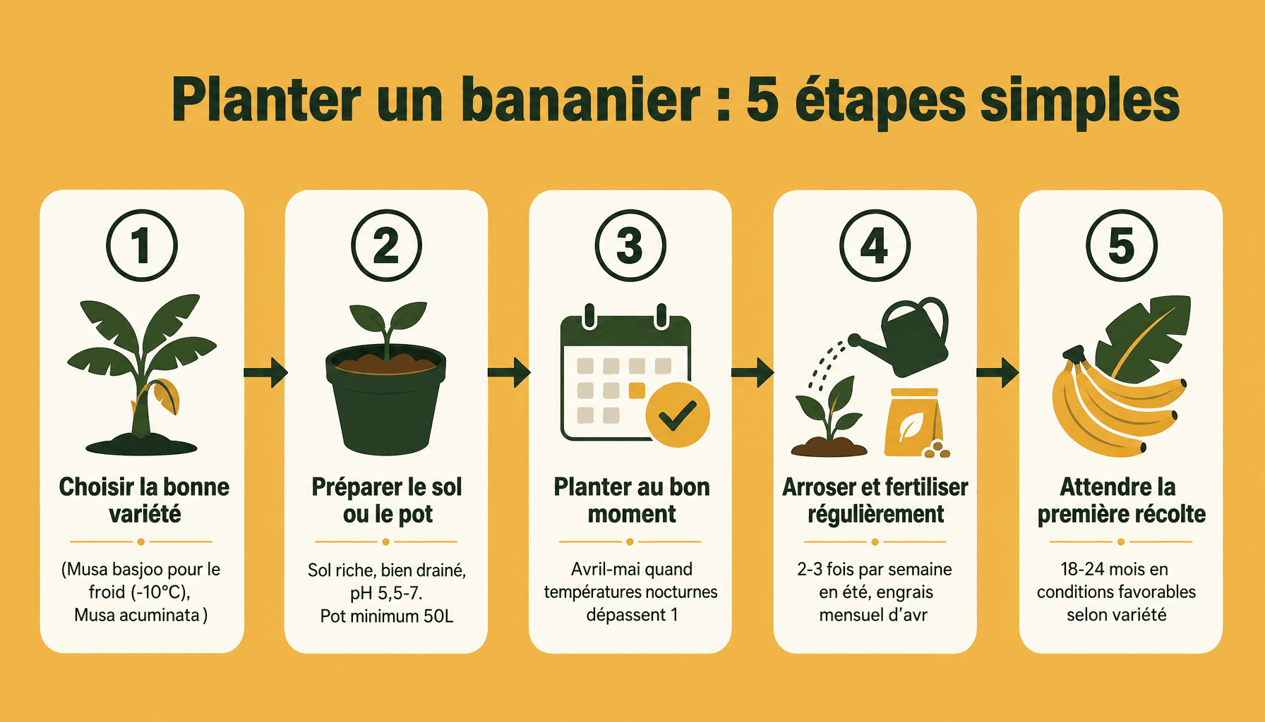 Guide étapes pour planter un bananier au jardin ou en pot, du choix variété à la récolte