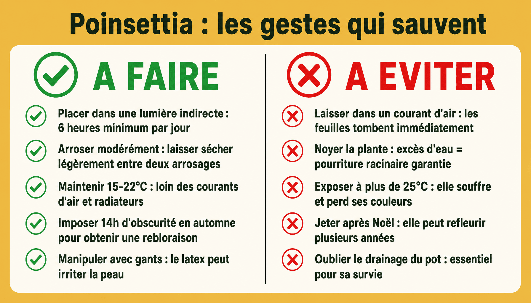 Infographie planting poinsettia : à faire et à éviter pour cultiver votre euphorbia toute l'année