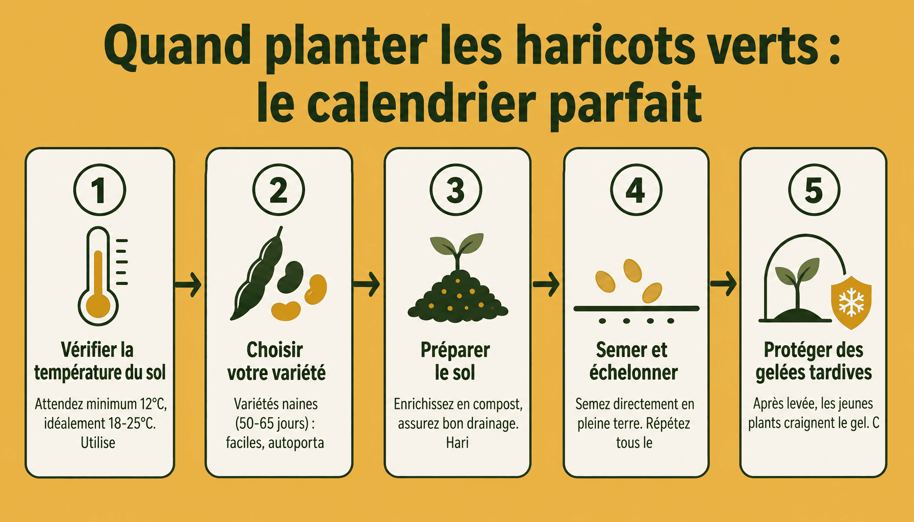 Infographie : 5 étapes pour réussir quand planter les haricots verts selon votre région et la température du sol