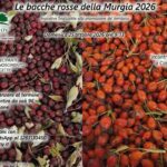 Le bacche rosse della Murgia 2026