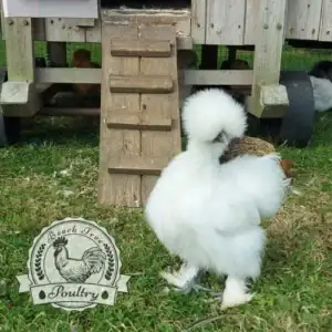 USA Silkie Hatching Eggs UK