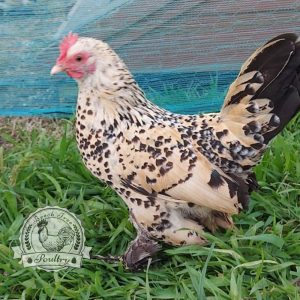 Sablepoot Hatching Eggs UK