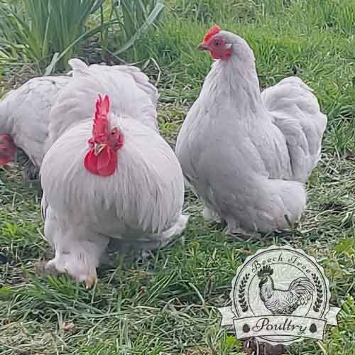 Lavender Bantam Hatching Eggs UK
