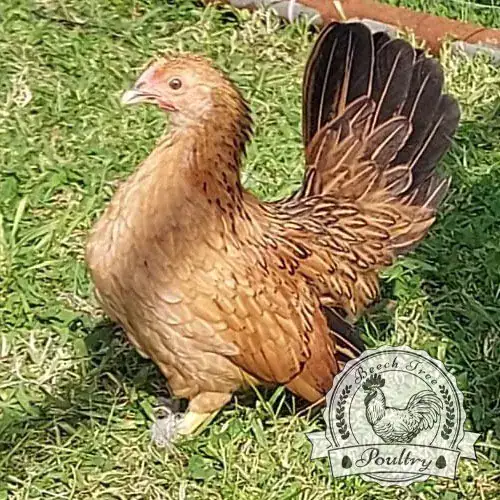 Serama Hatching Eggs UK