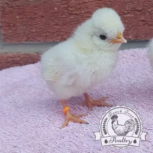 Poland breed chicks