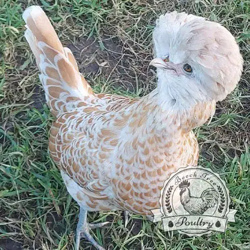 Poland Hatching Eggs UK