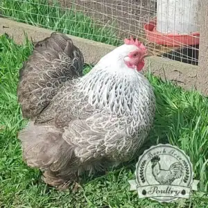 Pekin Bantam Fertile Eggs UK