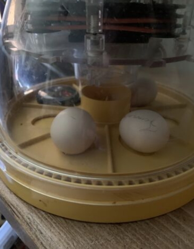serama hatching eggs