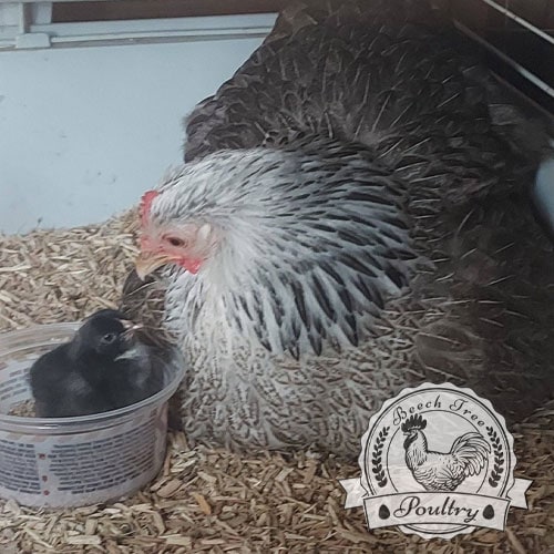 USA Silkie hatching eggs
