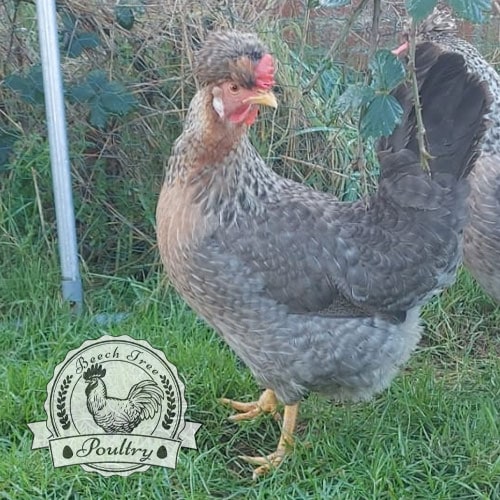 Cream Crested Legbar Hatching Eggs UK