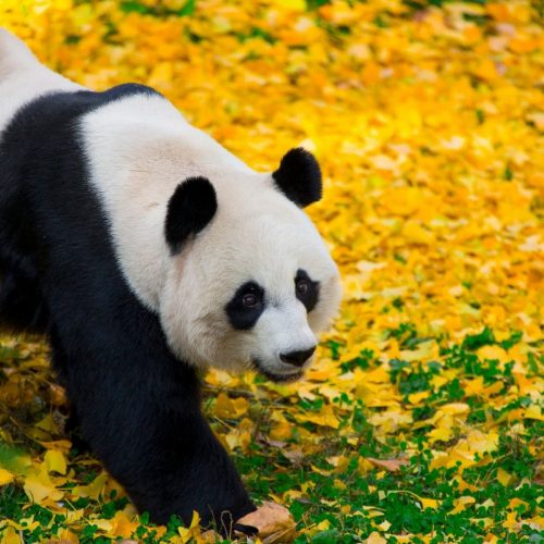 Cute Panda