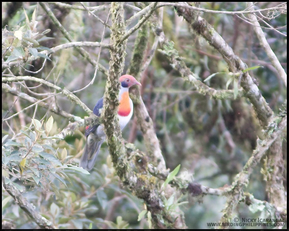Flame-breasted Fruit-dove