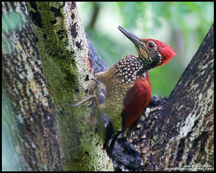 Luzon Flameback