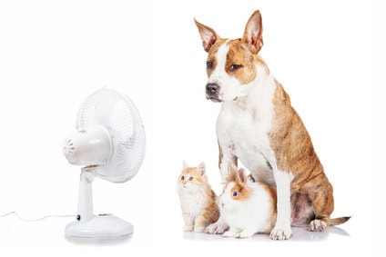 dog cooling down in front of fan