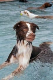 dog swimming in pool