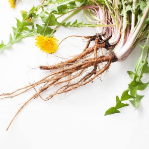 dandelion