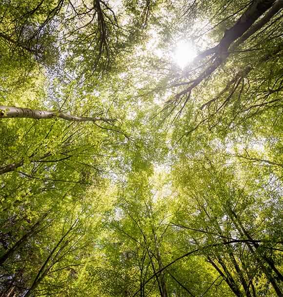 Sunlight coming through forest