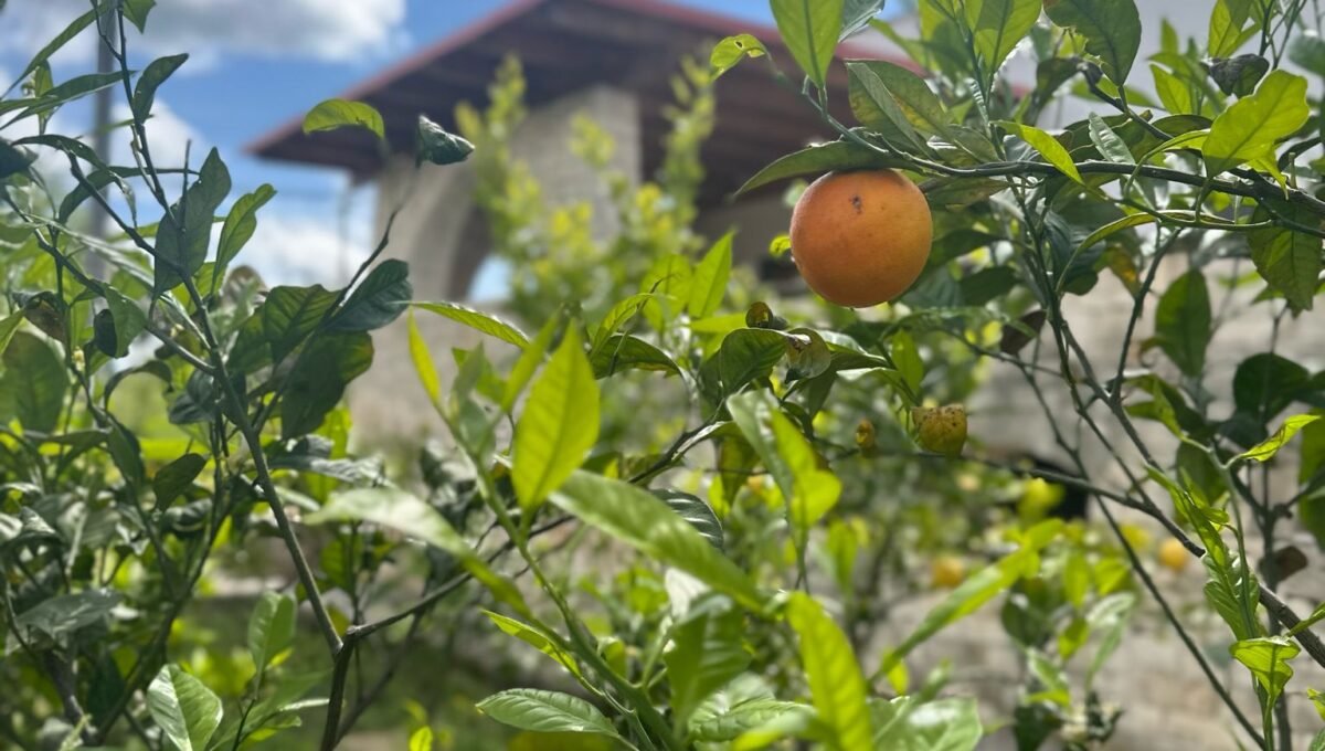 bfb1b435-fa5f-48fc-8f88-c0052b5c8a7c