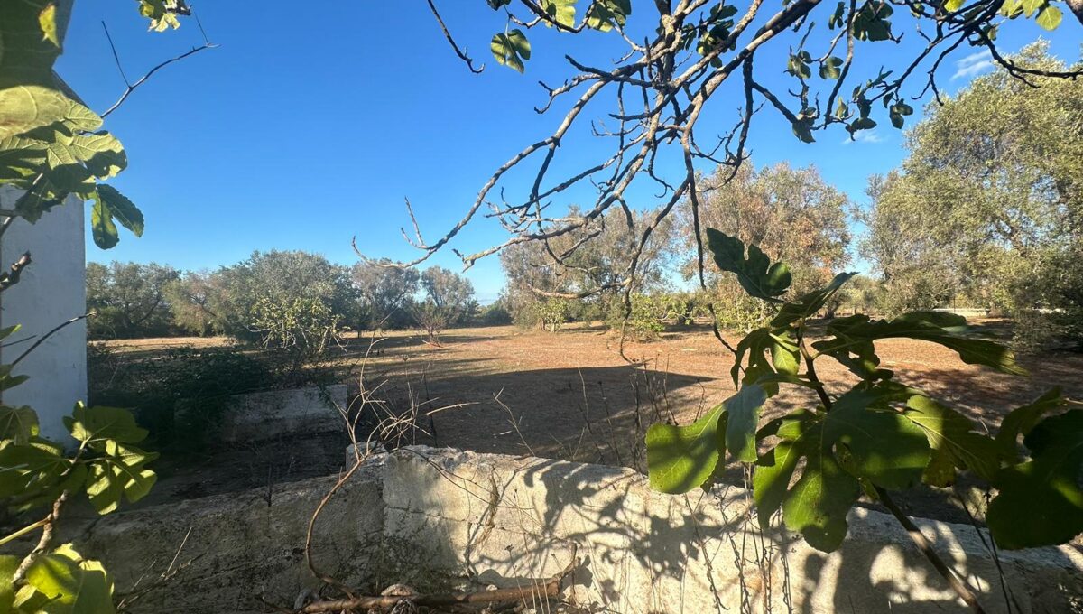 WhatsApp Image 2024-10-06 at 16.36.53 copy