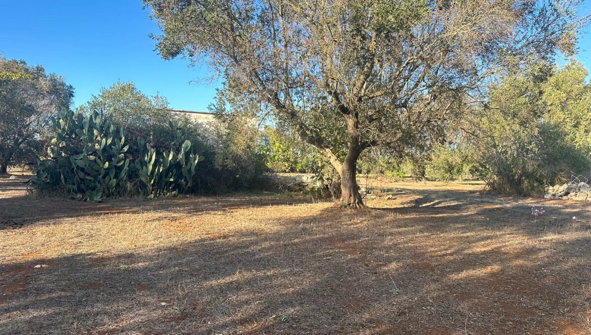 WhatsApp Image 2024-10-06 at 16.36.54