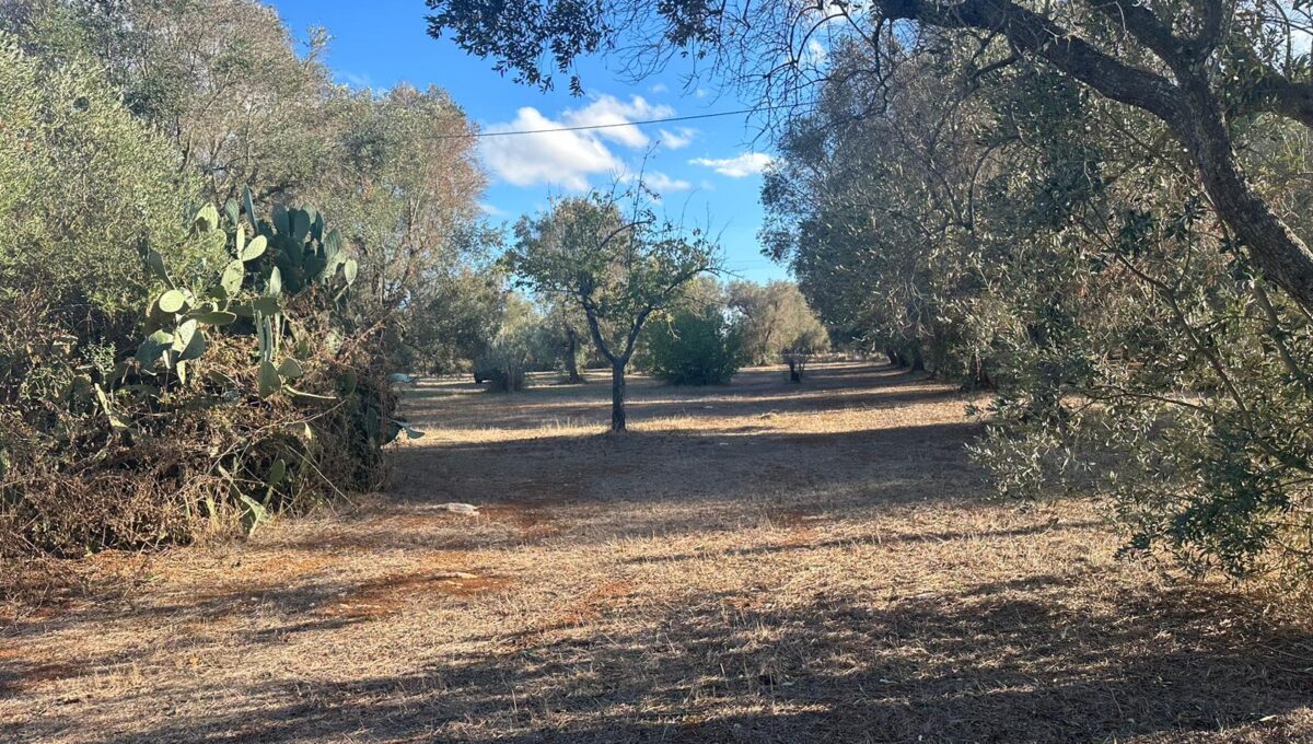 WhatsApp Image 2024-10-06 at 16.36.54 copy