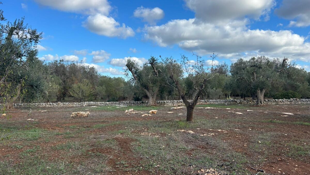 WhatsApp Image 2024-11-16 at 13.55.42