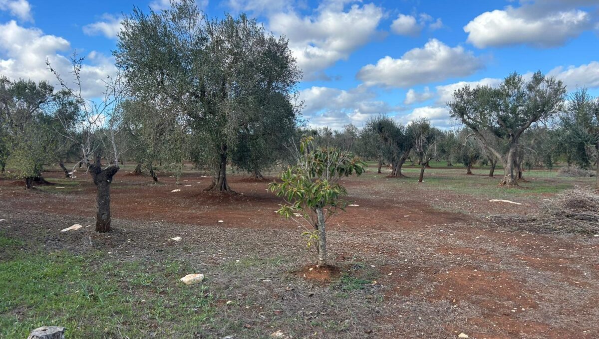 WhatsApp Image 2024-11-16 at 13.55.43 (1)