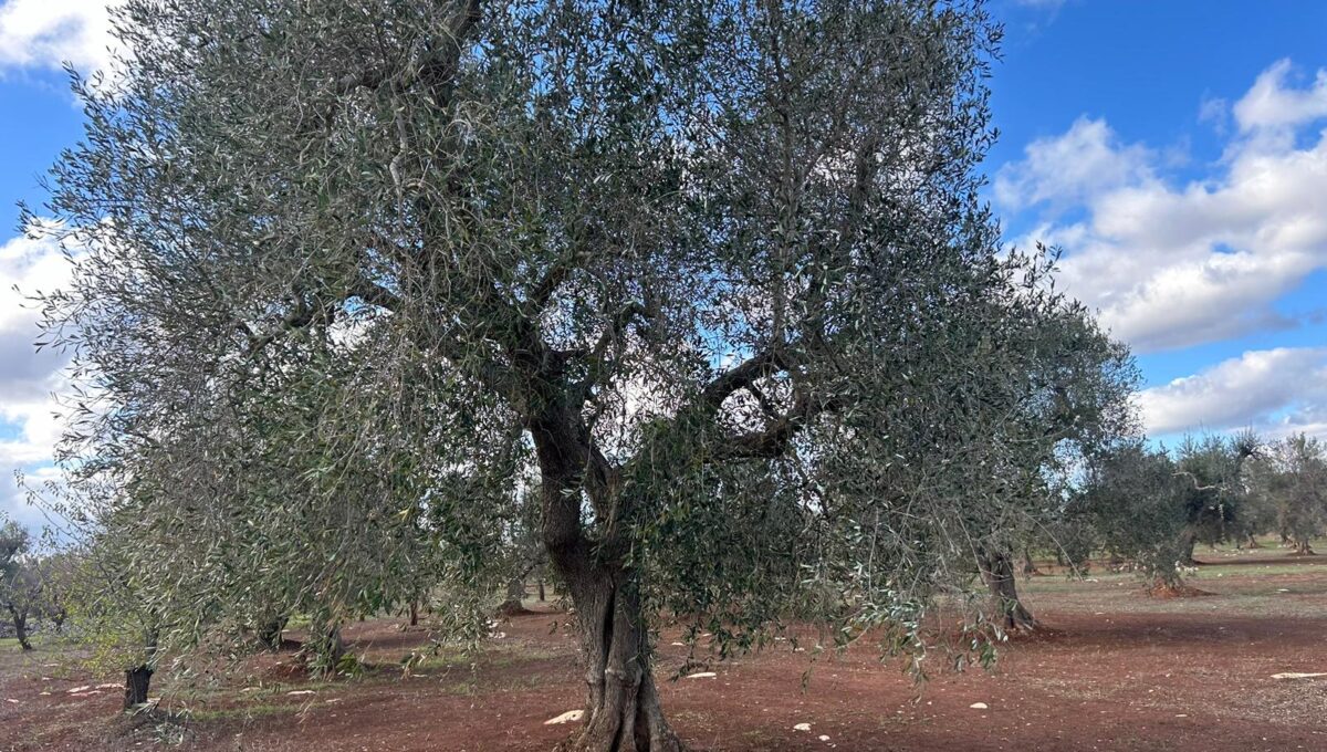 WhatsApp Image 2024-11-16 at 13.55.43