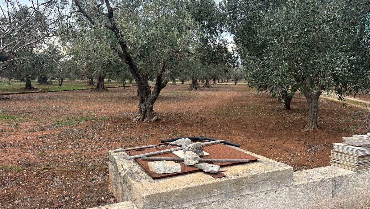 WhatsApp Image 2024-11-20 at 16.26.26 (1)