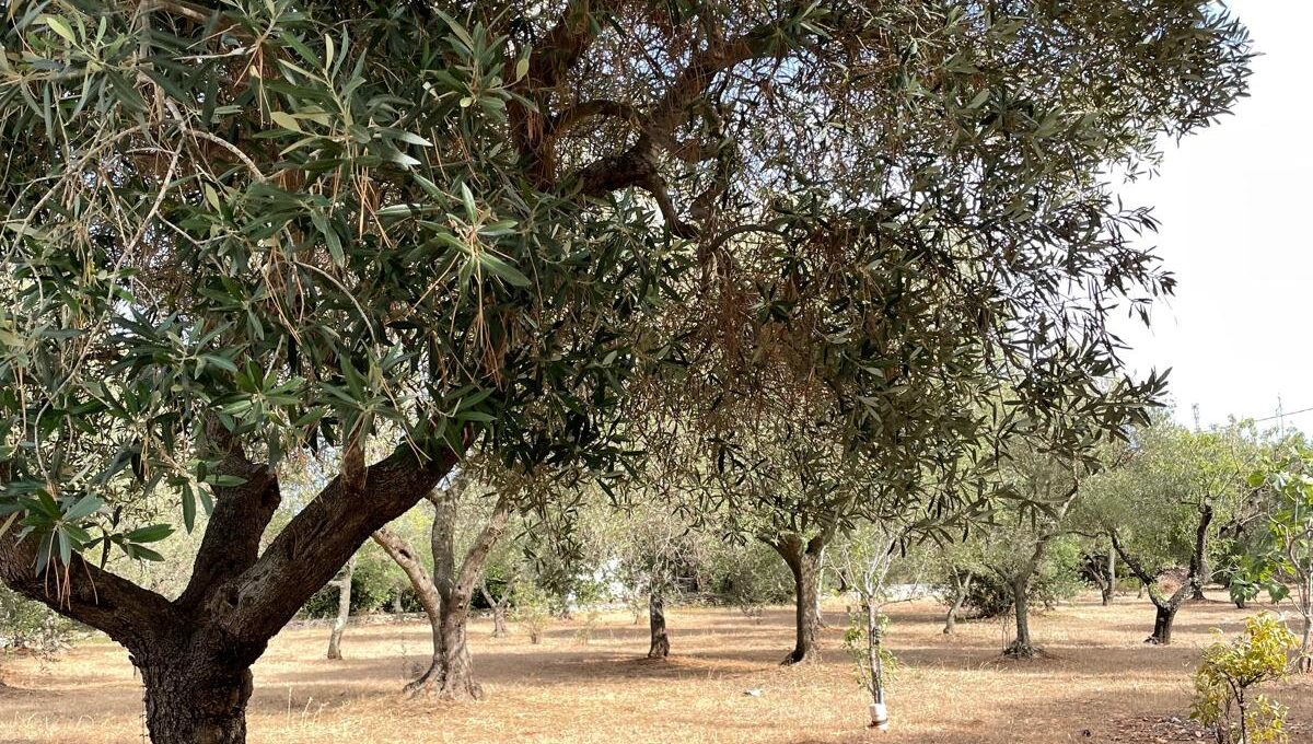 WhatsApp Image 2024-12-05 at 12.25.34 (5)