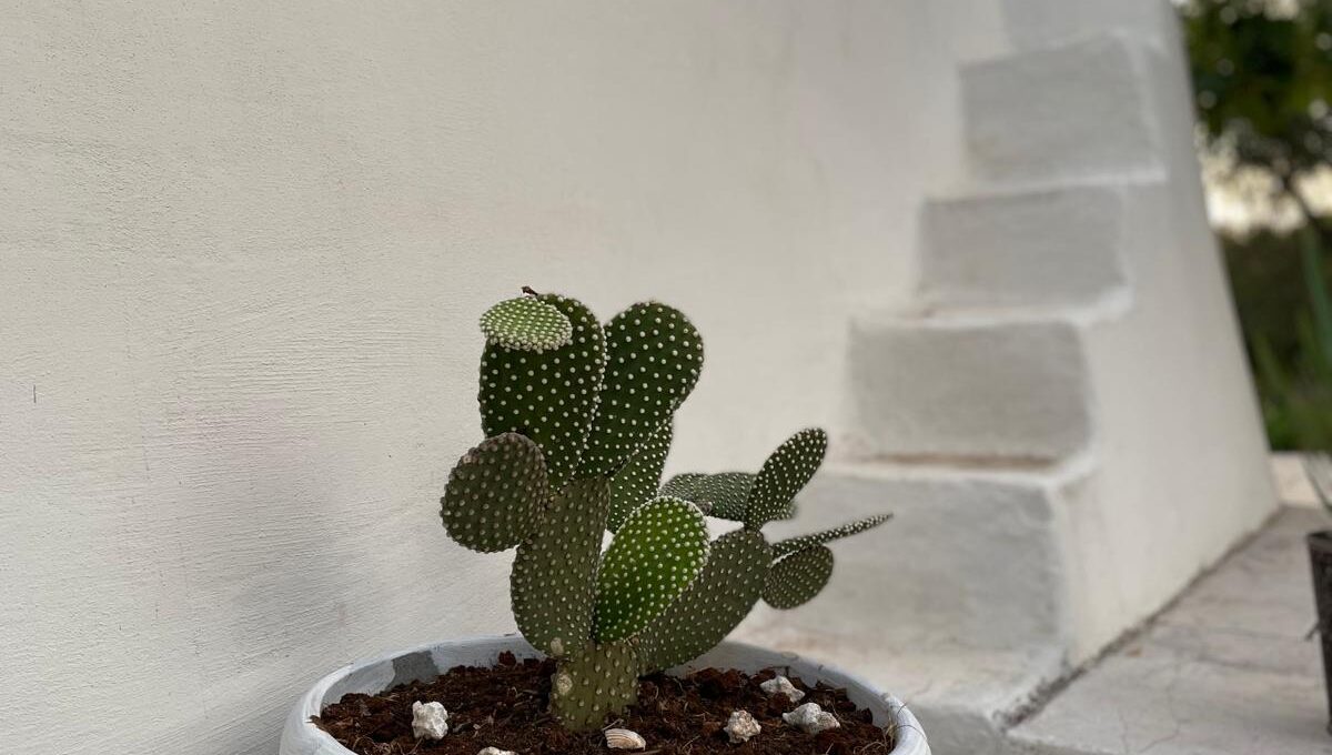 WhatsApp Image 2024-12-05 at 12.25.39