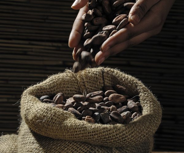 cocoa-beans-hands-sack-499970 cocoa beans, hands, sack-499970.jpg
