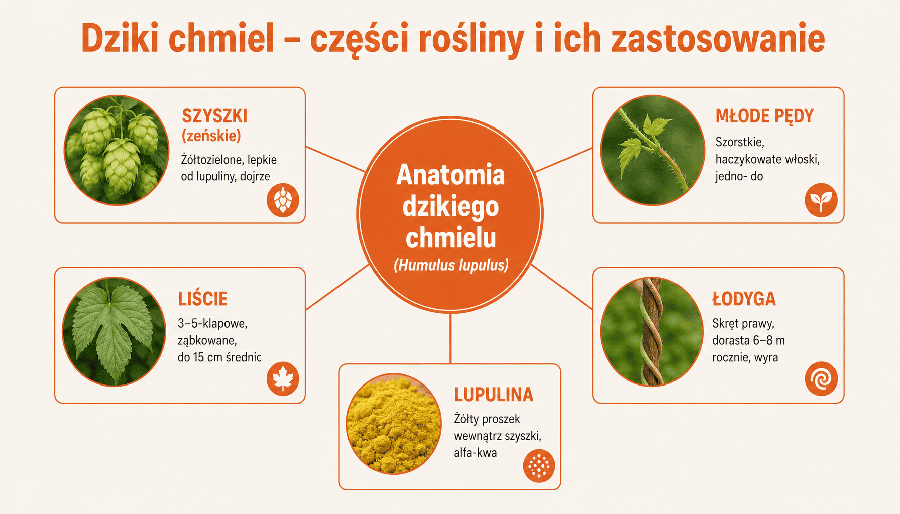 Infografika pokazująca części dzikiego chmielu: łodygę, liście, szyszki i ich właściwości oraz zastosowania w zielarstwie