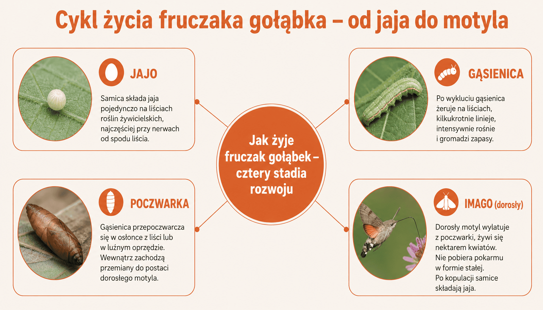 Infografika cyklu życia fruczaka gołąbka ile żyje: jajo 6-8 dni, gąsienica 3-4 tygodnie, poczwarka 2-3 tygodnie, imago 4-6 tygodni
