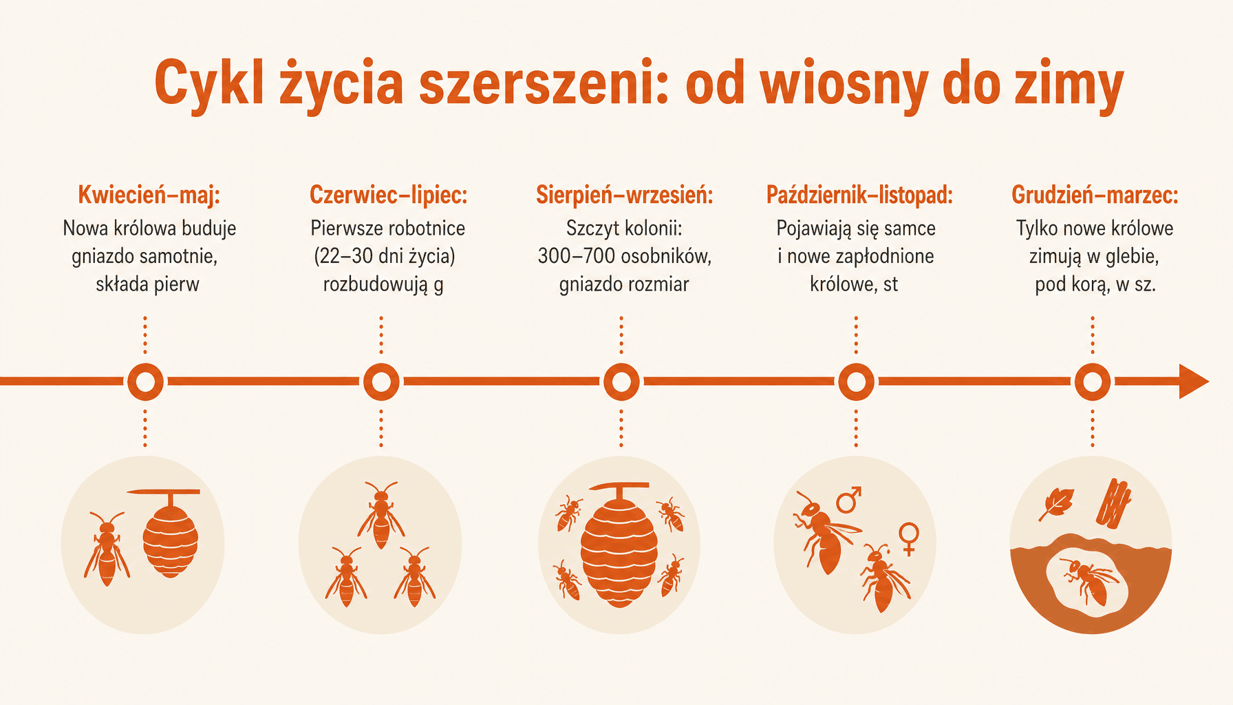 Ile żyją szerszenie? Faza po fazie od kwietnia do października: królowa, robotnice, samce, zimowanie