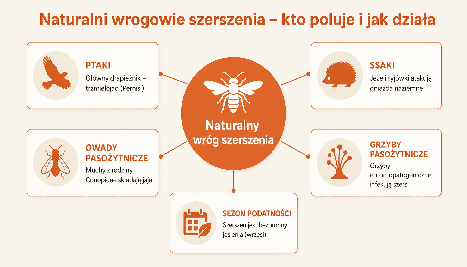 Infografika pokazuje naturalnych wrogów szerszenia: ptaki, ssaki, owady pasożytnicze i grzyby. Każdy wróg atakuje gniazdo inaczej i w innym sezonie.