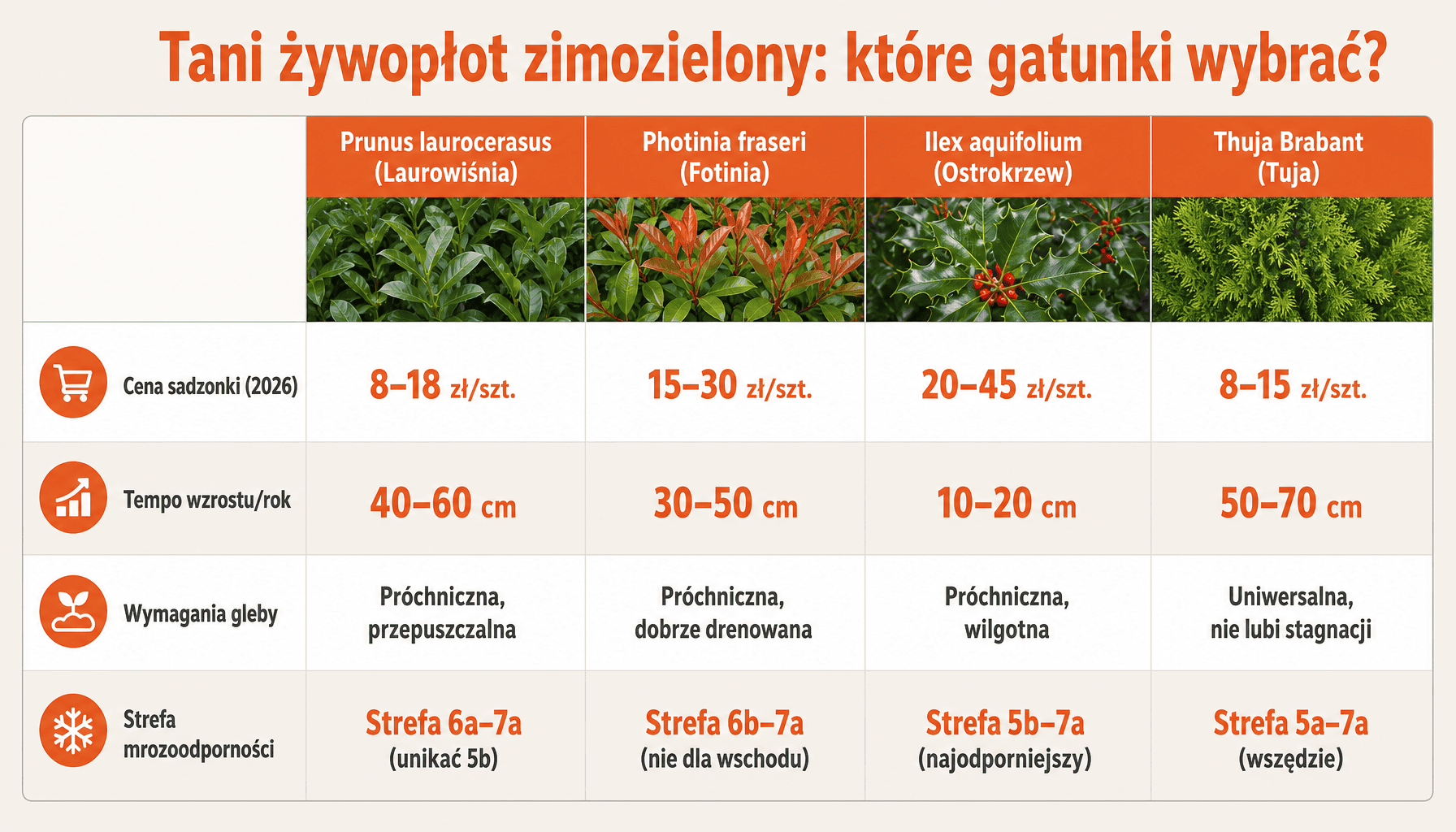 Porównanie gatunków tani żywopłot zimozielony: ceny, tempo wzrostu, wymagania gleby i mrozoodporność w Polsce 2026