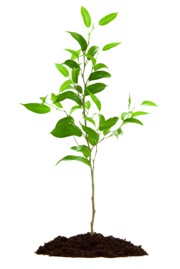 A plant