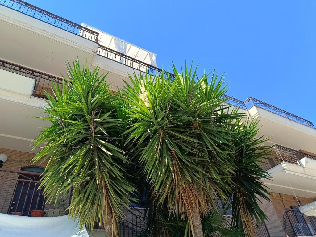 Giardino e spazio verde Beb Dragonara