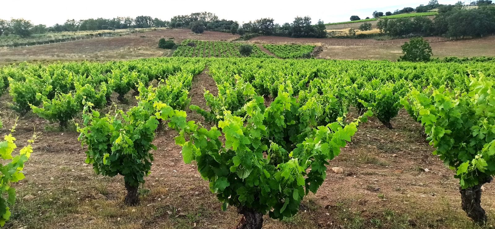 Viñas de Al pie del Abismo