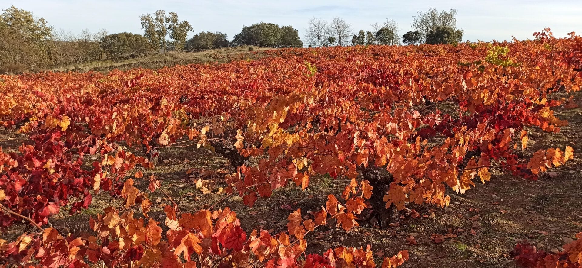Viñedos en otoño de Al pie del Abismo