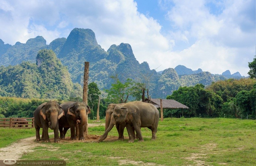 The Best Ethical Elephant Sanctuaries in Thailand