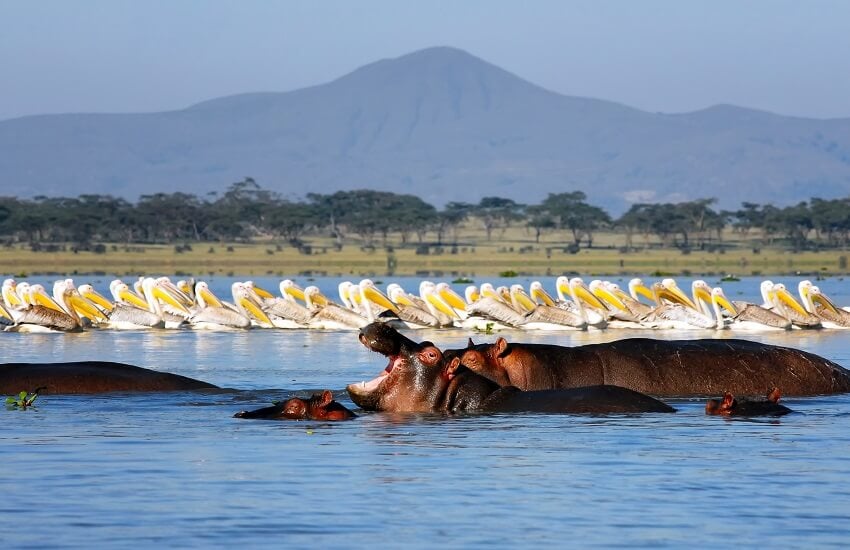 Pelicans and hippos together in Lake Naivasha, Kenya, with calm water and natural surroundings.